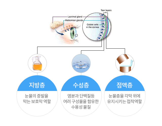 눈물기관