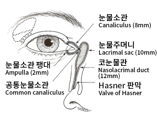 눈물기관