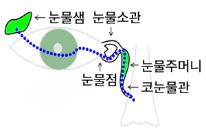 눈물기관